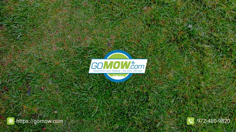 7-essential-tips-for-winter-lawn-disease-prevention-a-guide-for-a-healthy-lawn-in-addison-texas