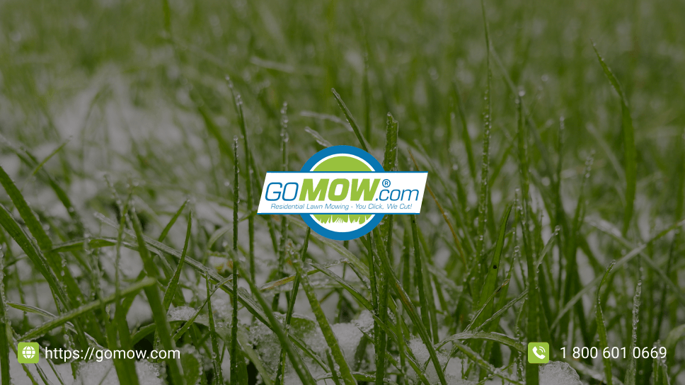 from-brown-to-green-repairing-winter-damaged-lawns-in-texas-step-by-step-guide