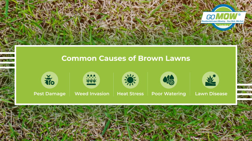 Brown Lawn Problems Brown Lawn Problems
