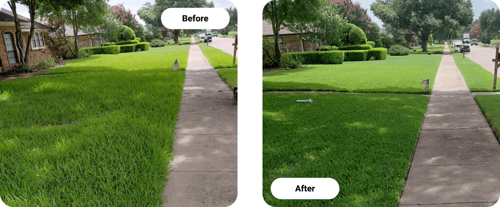 Before and After Organic Lawn Care Service In Plano, TX Before and After Organic Lawn Care Service In Plano, TX
