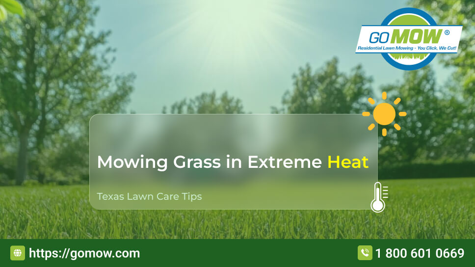 Mowing Grass in Extreme Heat on a Texas Lawn