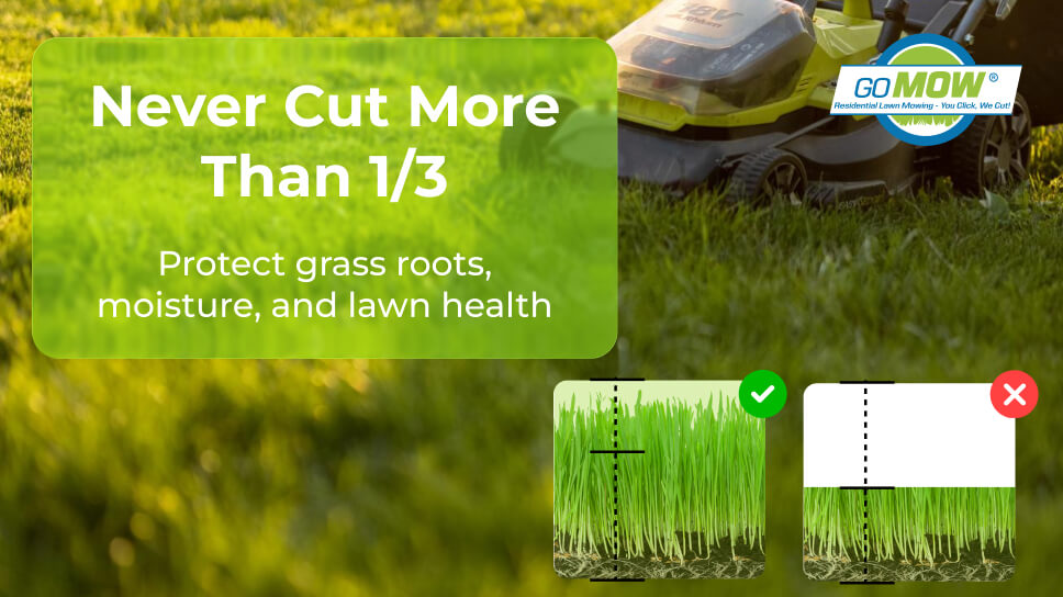 Grass Blade Divided Into Thirds Showing Safe Mowing Height Grass Blade Divided Into Thirds Showing Safe Mowing Height