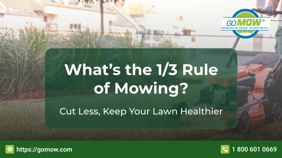 One Third Rule of Mowing Explained With Grass Blade Cutting Guide
