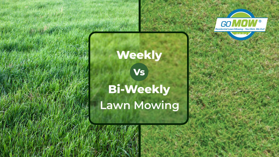 Weekly vs Bi-weekly Lawn Mowing Comparison in Pflugerville TX
Weekly vs Bi-weekly Lawn Mowing Comparison in Pflugerville TX