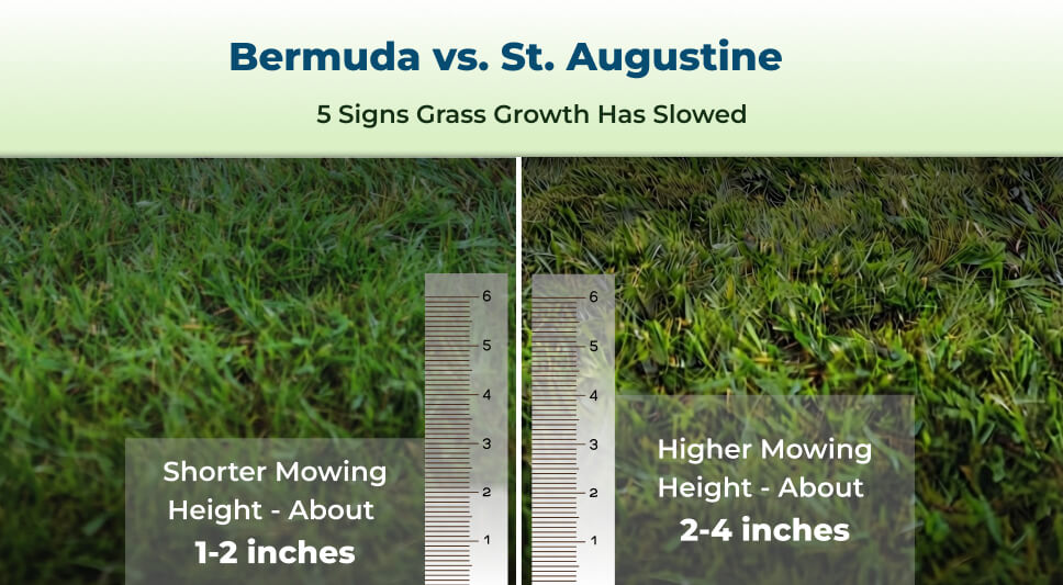 Side-by-side Comparison of Bermuda and St. Augustine Grass in Texas