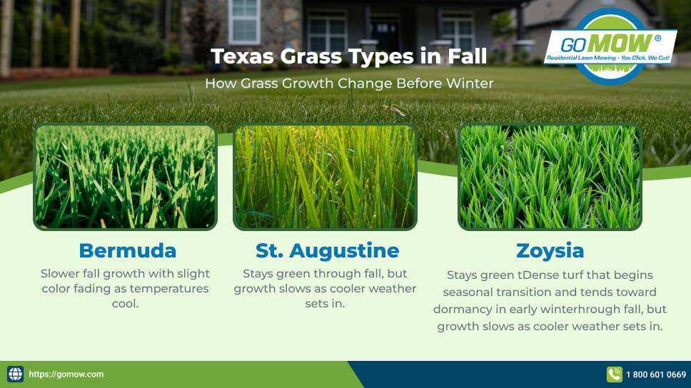Texas Grass Types in Fall - Bermuda, St. Augustine & Zoysia Texas Grass Types in Fall - Bermuda, St. Augustine & Zoysia