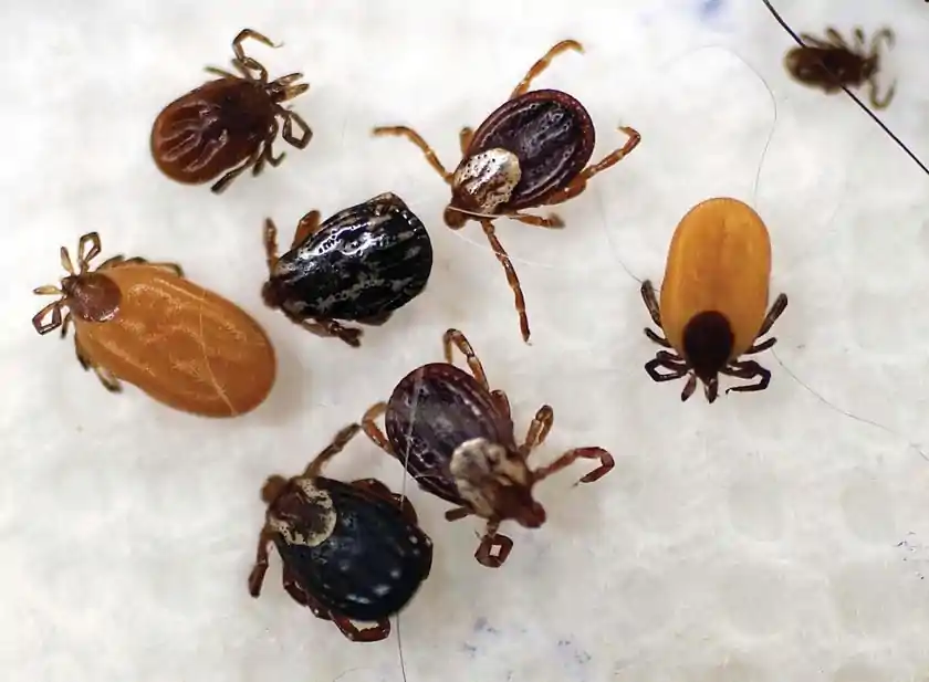 how-to-fight-ticks-in-the-great-state-of-texas