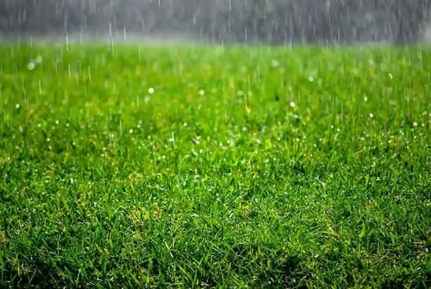How Too Much Rain Can Damage Your Lawn