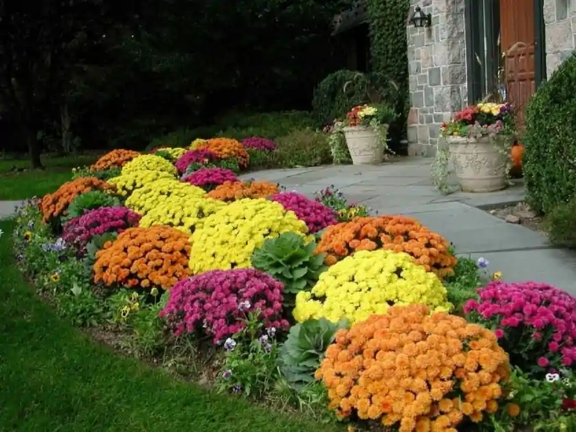 Best Flowers To Grow During The Fall