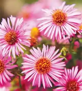 Aster mowing service garland lawn company in Dallas lawn mowing plano lawn mowing garland