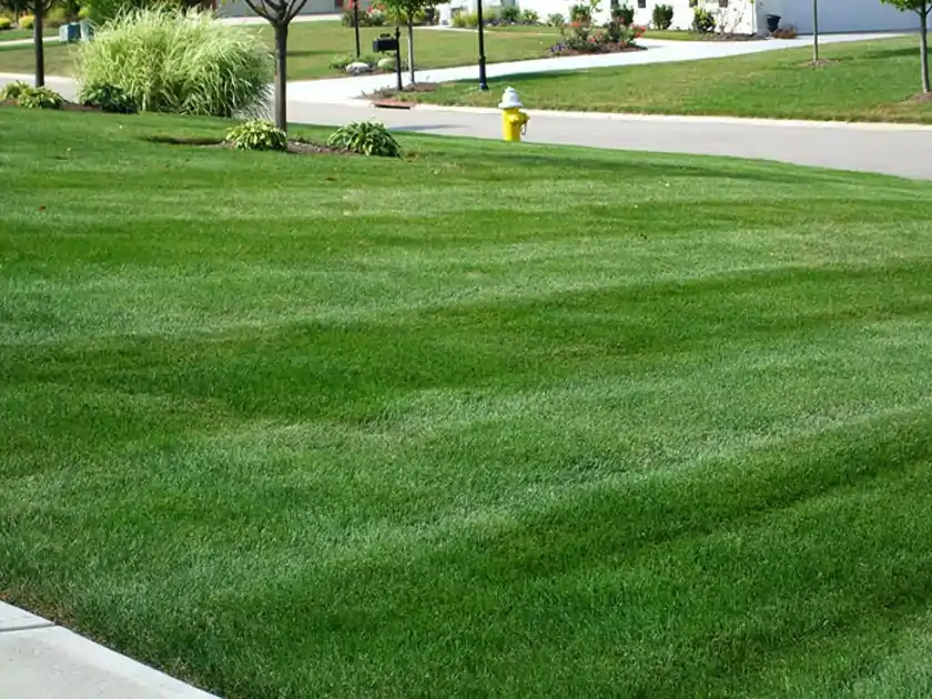how-we-can-keep-our-lawn-green-and-healthy