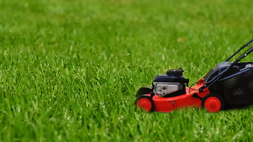 Easy Steps For Taking Natural Care Of Lawn For Plano Homeowners