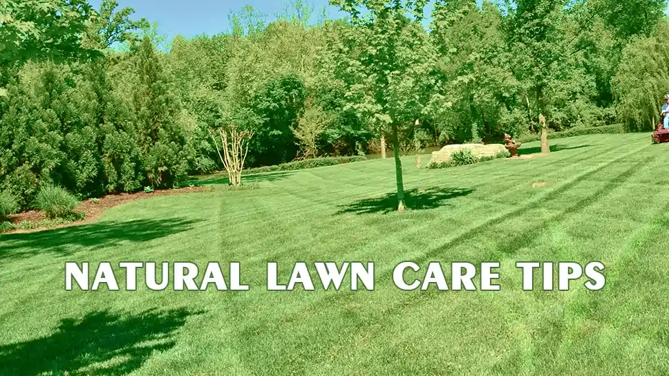 lawn-maintenance-tips-for-taking-natural-care-of-lawn-in-austin-texas