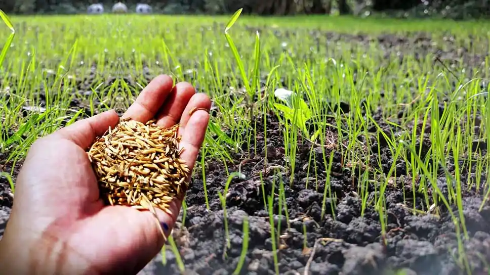 Best Time And Suitable Ways To Plant Grass Seed In Texas