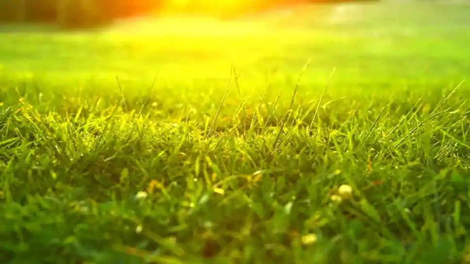 How To Maintain The Grass In This Heat Season?