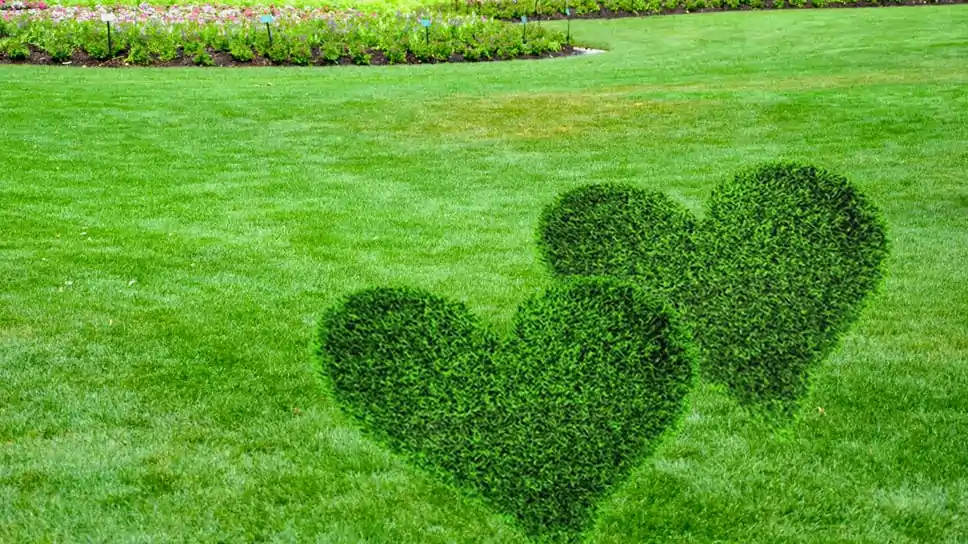 lets-have-a-healthy-and-lush-lawn-in-this-valentines-week
