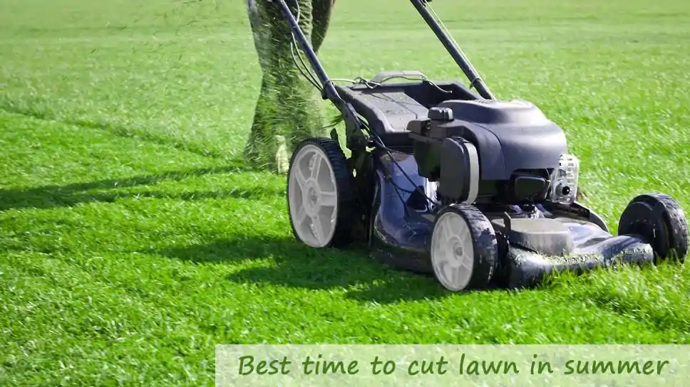 What Is The Best Time To Cut Your Lawn In Summer?