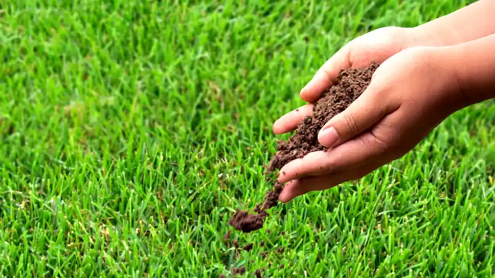 Guidelines To Grow Grass In An Easy Way In The Dallas Area