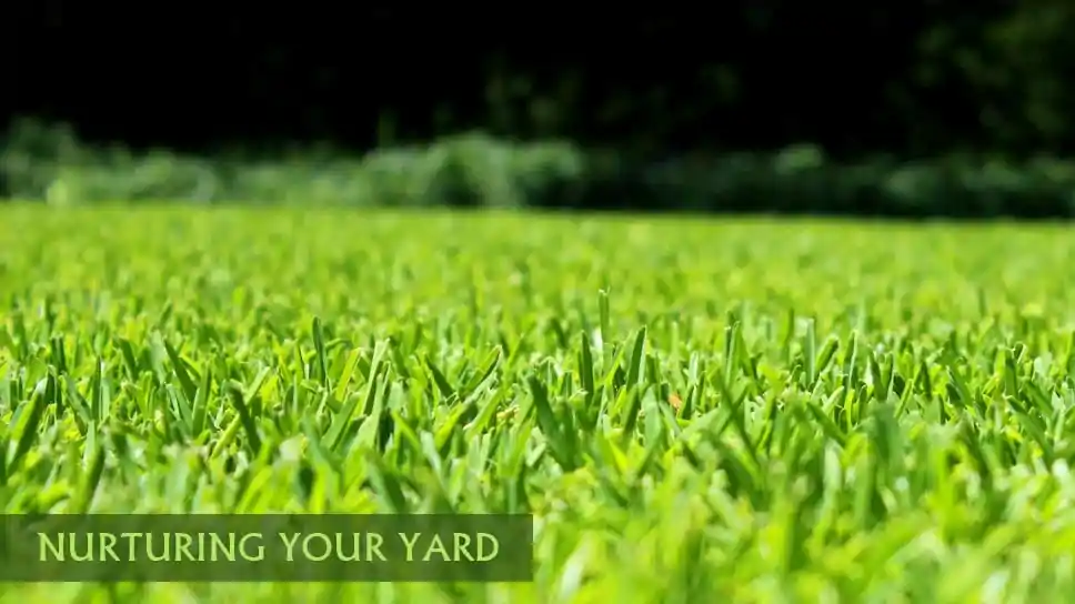 Grass Cycling – Save Time And Money While Nurturing Your Yard In Dallas