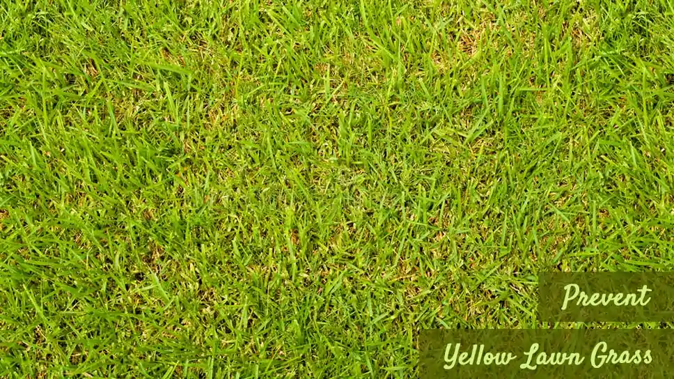 Some Tips To Prevent Yellow Lawn Grass In Cedar Park