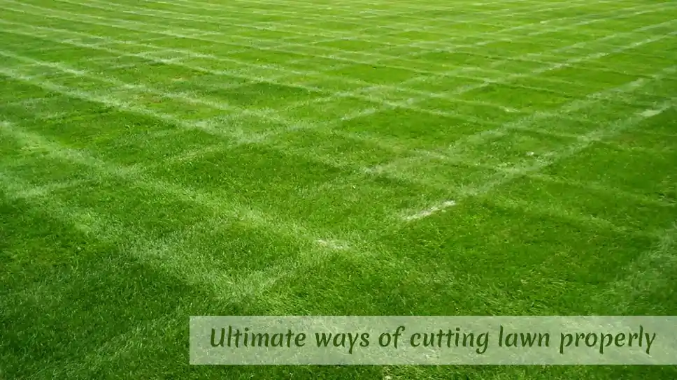 Ultimate Ways Of Cutting Lawn Properly In Austin Areas
