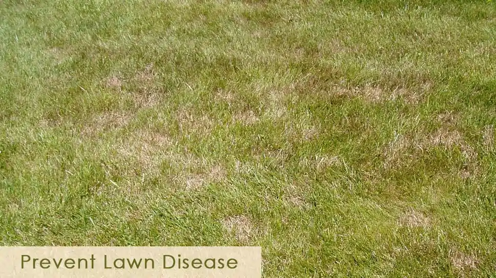 effective-methods-to-prevent-lawn-disease