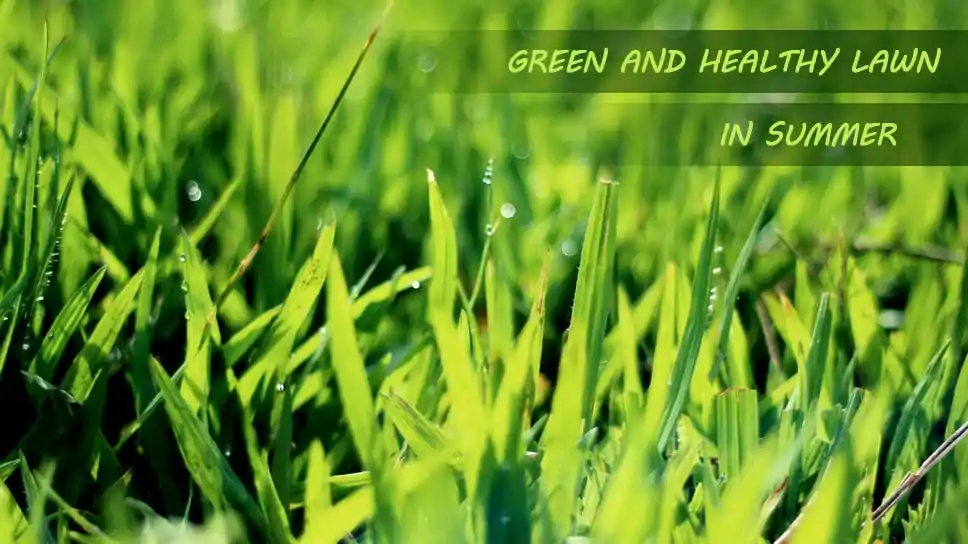 how-to-get-green-and-healthy-lawn-using-mowing-services-in-summer