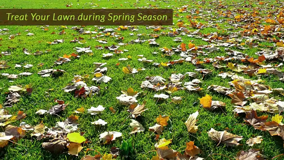 how-you-will-treat-your-lawn-during-spring-season