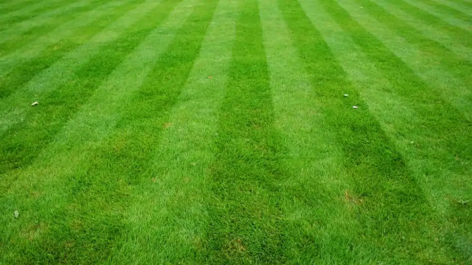 How GoMow Can Help Your Lawn Maintenance