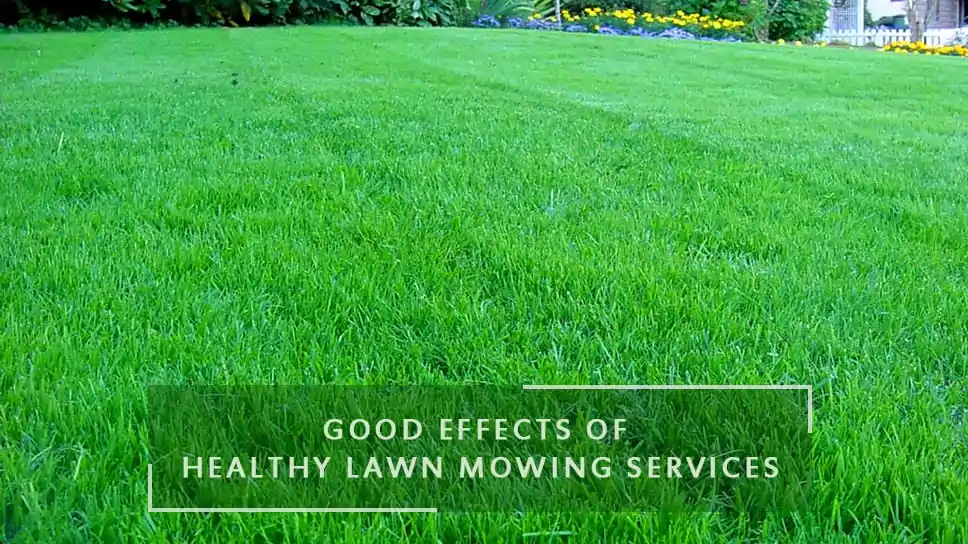 what-are-the-good-effects-of-healthy-lawn-mowing-services