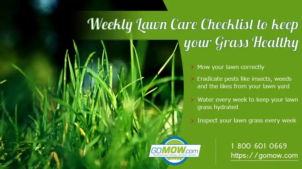 Weekly Lawn Care Checklist To Keep Your Grass Healthy