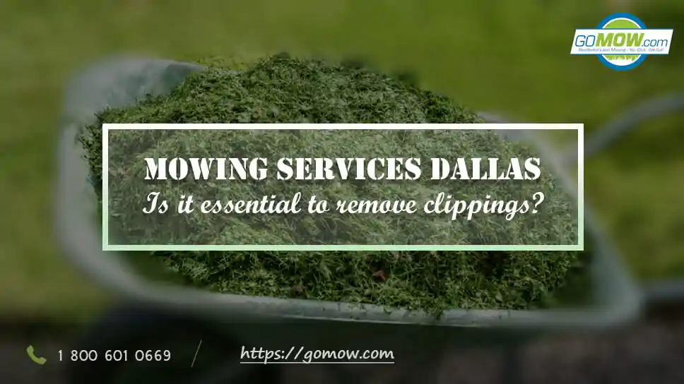 mowing-services-dallas-is-it-essential-to-remove-clippings