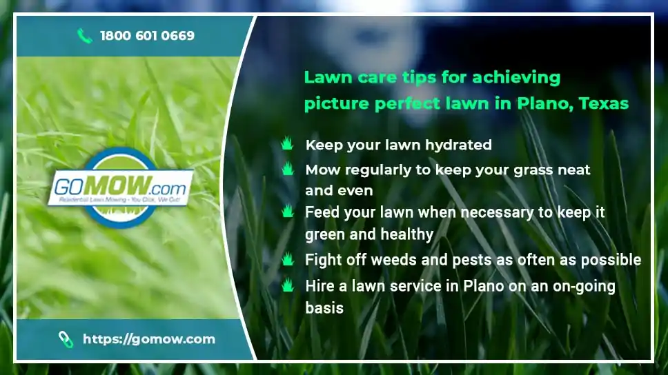 Lawn Care Tips For Achieving Picture-perfect Lawn In Plano, Texas