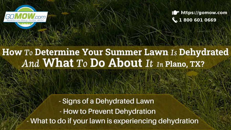 How To Determine Your Summer Lawn Is Dehydrated And What To Do About It In Plano, TX?