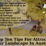 best-top-ten-tips-for-attract-birds-to-your-landscape-in-austin-tx