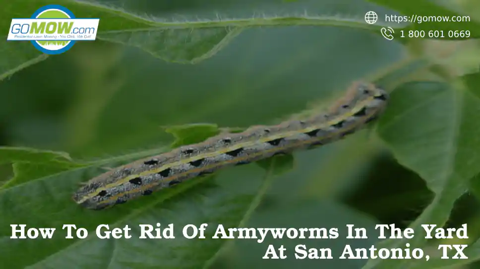 how-to-get-rid-of-armyworms-in-the-yard-at-san-antonio-tx