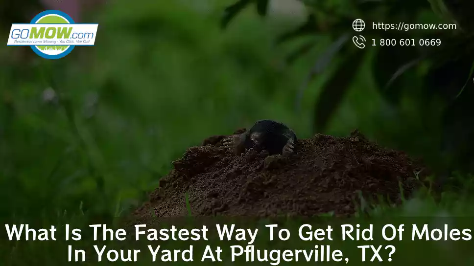 What Is The Fastest Way To Get Rid Of Moles In Your Yard At Pflugerville, TX?
