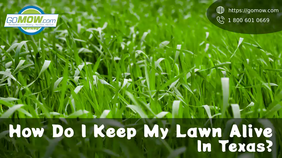 How Do I Keep My Lawn Alive In Texas?