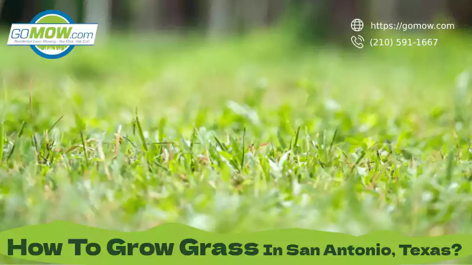 how-to-grow-grass-in-san-antonio-texas