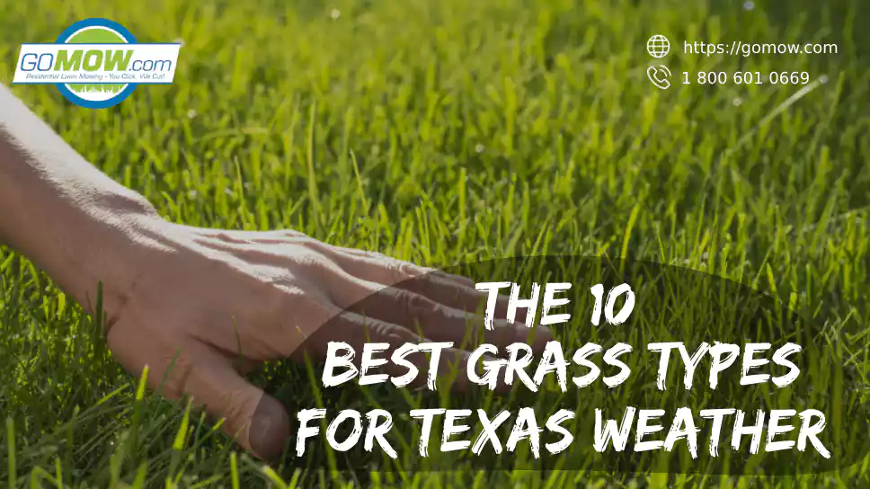 The 10 Best Grass Types For Texas Weather