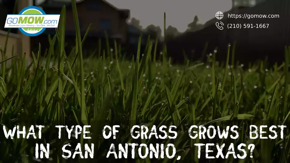 What Type Of Grass Grows Best In San Antonio, Texas?