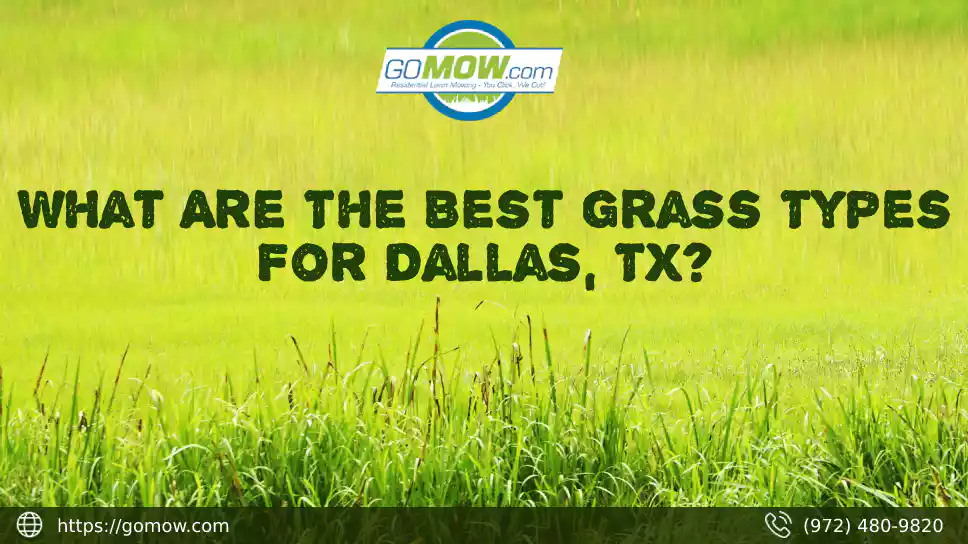 What Are The Best Grass Types For Dallas, TX?