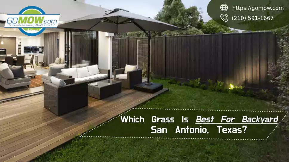 Which Grass Is Best For Backyard San Antonio, Texas?