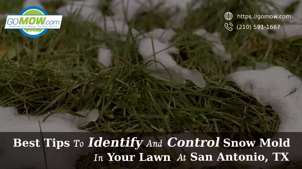 best-tips-to-identify-and-control-snow-mold-in-your-lawn-at-san-antonio-tx