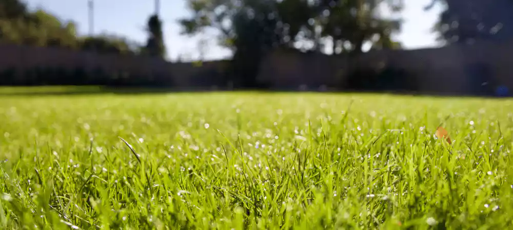 Local Lawn Mowing Service In Helotes, Texas