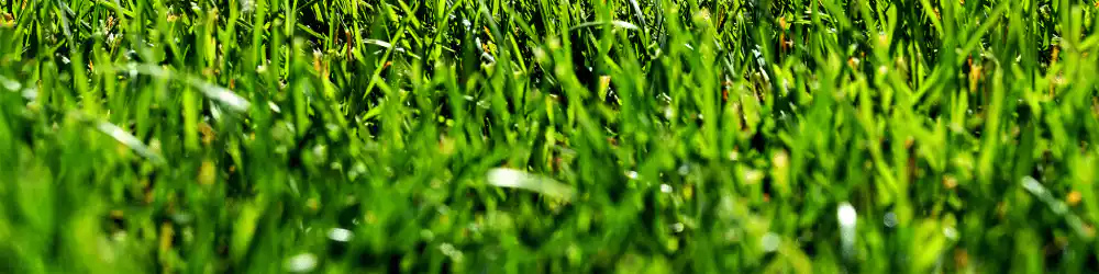 Affordable Lawn Care Service In Texas Areas content