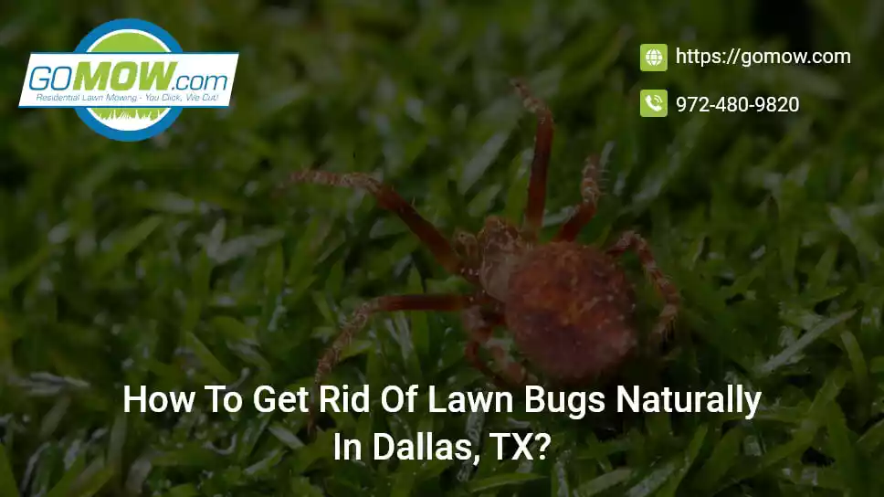 how-to-get-rid-of-lawn-bugs-naturally-in-dallas-tx