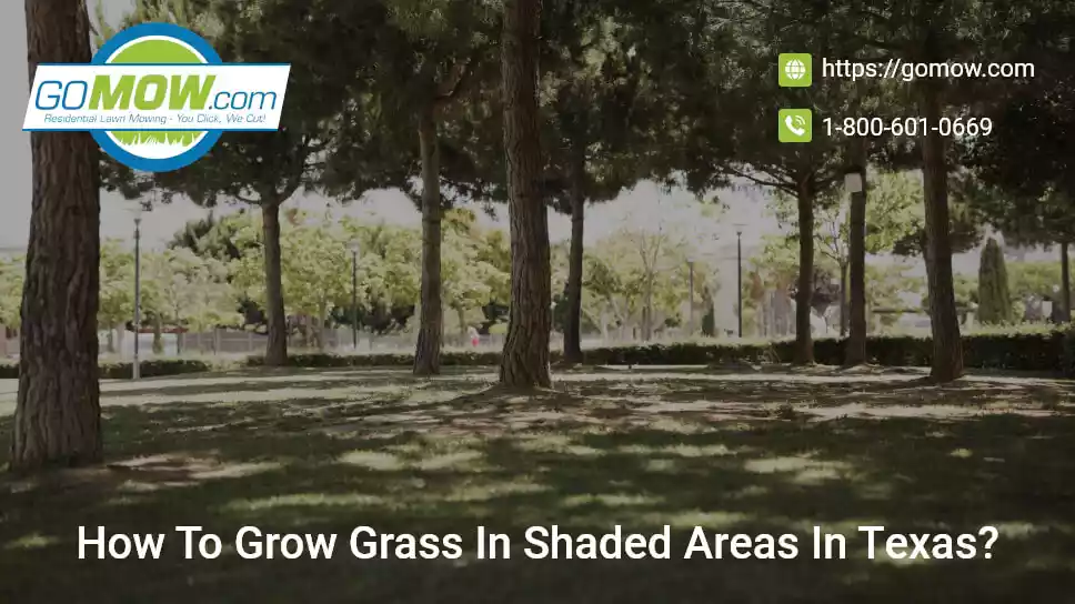 How To Grow Grass In Shaded Areas In Texas?