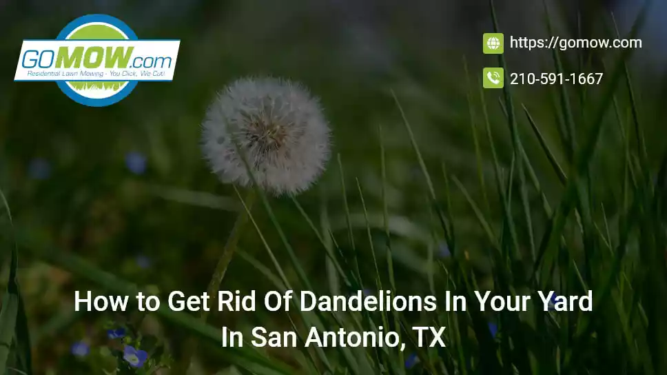 How To Get Rid Of Dandelions In Your Yard In San Antonio, TX?