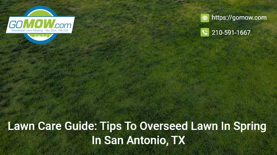 Lawn Care Guide: Tips To Overseed Lawn In Spring In San Antonio, TX